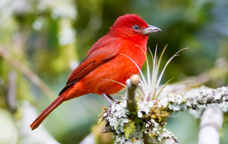 6 must see places for birdwatching in Colombia | Kuoda Travel